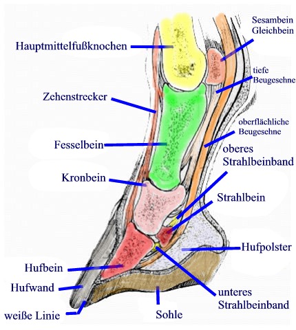 The Happy Horse Hufkurs